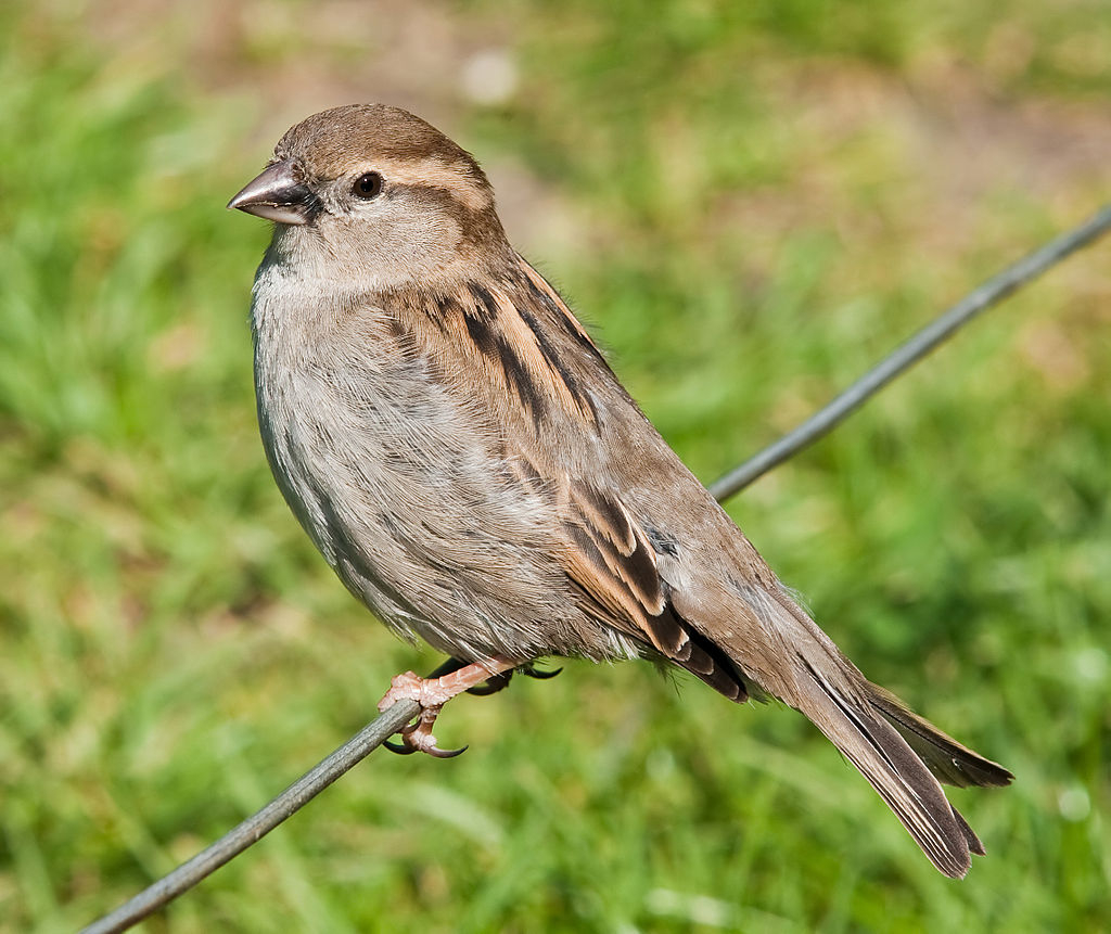 House Sparrow, England - May 09.jpg